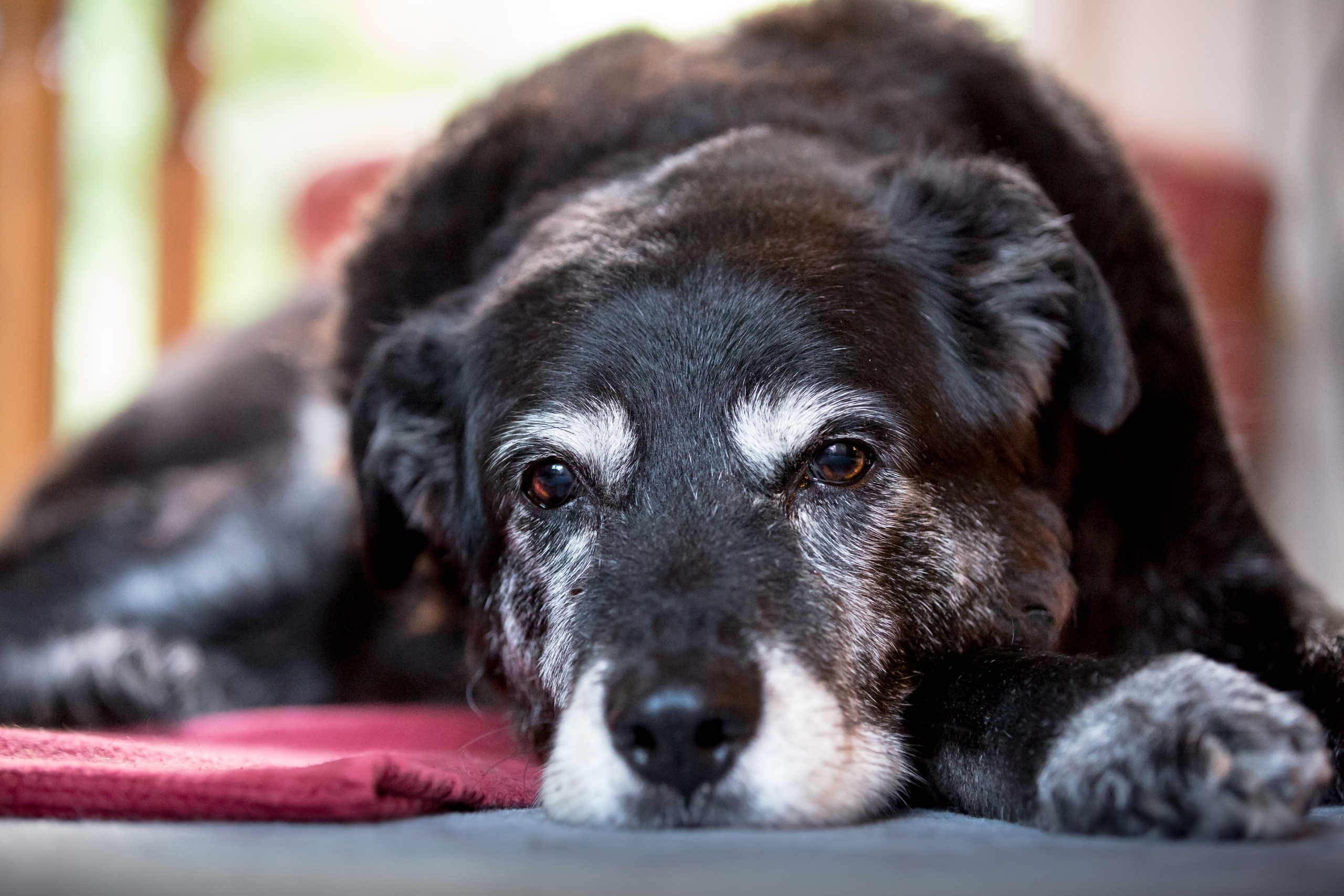 Ways To Help Your Old Dog With Arthritis