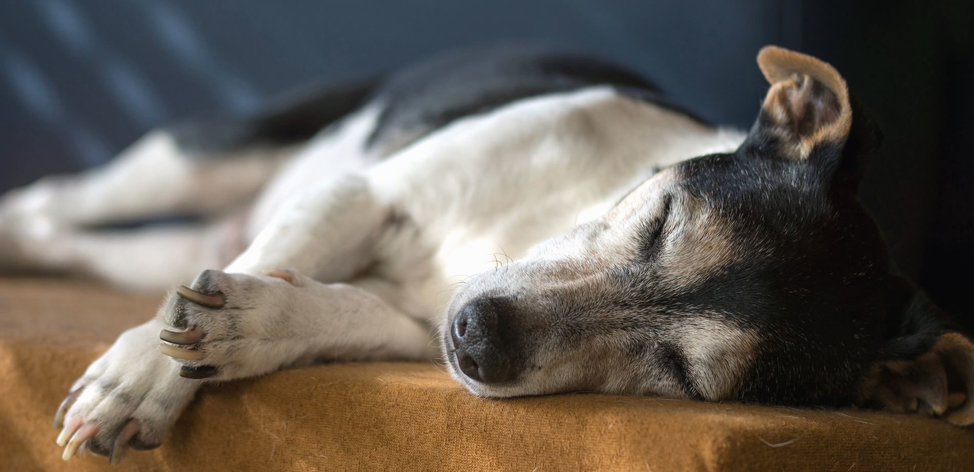 5 Benefits Of Buying A Dog Bed