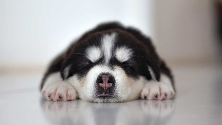 Dogs need orthopedic beds to prevent joint pain and other health problems.