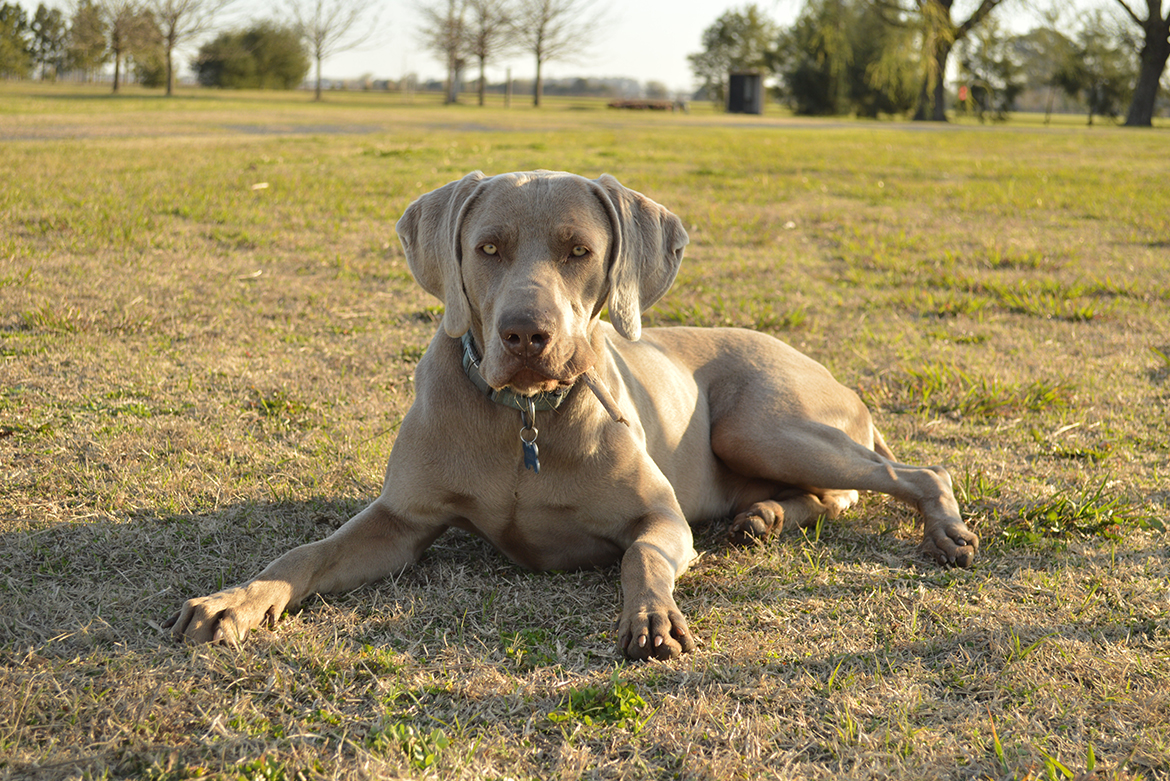 Treat your dog’s arthritis today